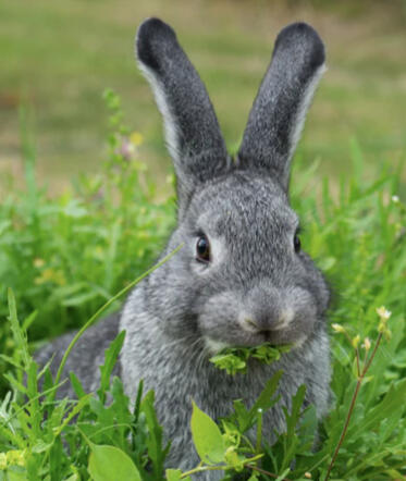 HOW TO CARE FOR RABBIT TEETH (EVERYTHING YOU NEED TO KNOW)