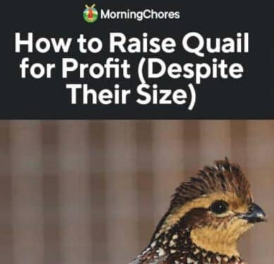 Morning Chores Quail Article