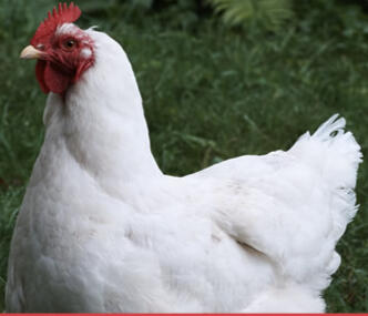 Newcastle Disease In Poultry: What It Is, and Why There Was A Massive Culling of Poultry in California