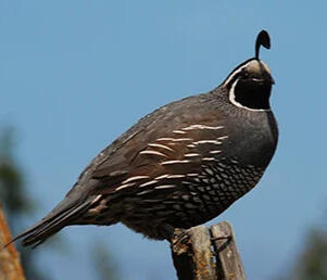 Ghostwriting - Raising Quail For Hunting And Sport