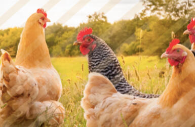 Townline Hatchery Article - How to Pick the Best Chicken Breed for Your Region and Purpose