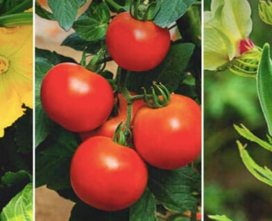 20 Full Sun Vegetables and Herbs for the Hot Spots in Your Garden