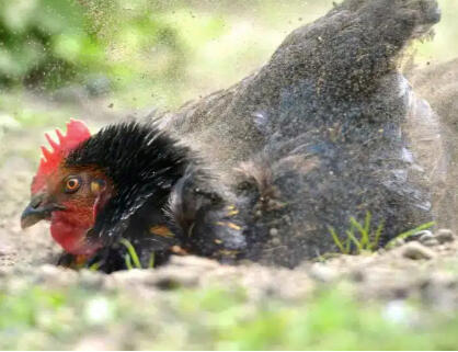 My Favorite Chicken Article - Your Chickens Need a Dust Bath (Here&#39;s Why)